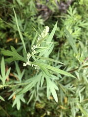 Artemisia dubia