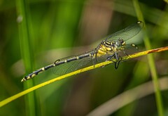 Austrogomphus ochraceus