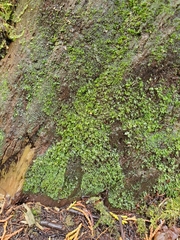 Riccardia