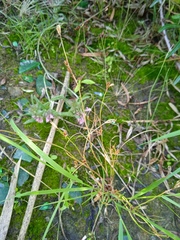 Juncus bufonius