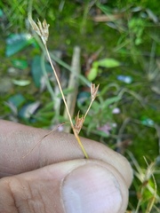 Juncus bufonius