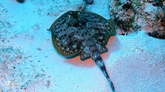 Urobatis jamaicensis