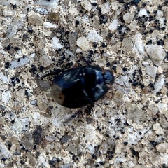 Pangaeus bilineatus