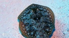 Urobatis jamaicensis