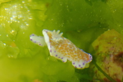 Chromodoris ambigua