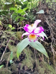 Sobralia