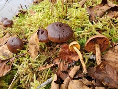 Cortinarius croceus