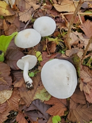 Hygrophorus sitchensis