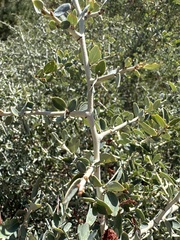 Ceanothus leucodermis