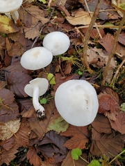 Hygrophorus sitchensis