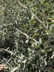 Ceanothus leucodermis