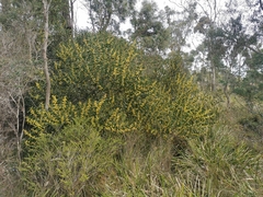 Acacia longifolia sophorae