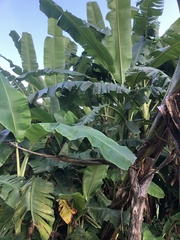 Musa × paradisiaca