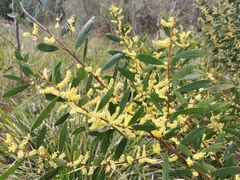 Acacia longifolia sophorae