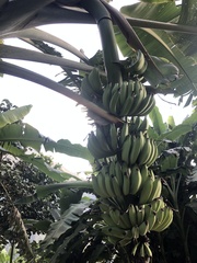 Musa × paradisiaca