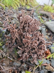 Thelephora palmata