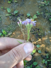 Tripolium pannonicum