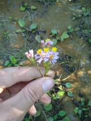 Tripolium pannonicum