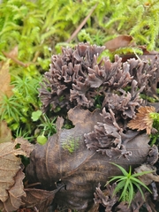 Thelephora palmata