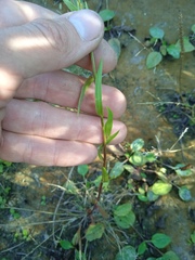 Tripolium pannonicum