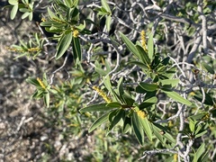 Pleradenophora bilocularis