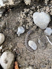 Archichauliodes diversus
