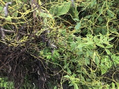 Cuscuta reflexa