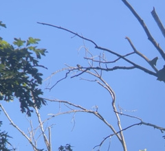 Pipilo erythrophthalmus