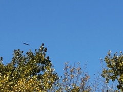 Haliaeetus leucocephalus