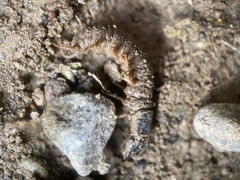 Archichauliodes diversus