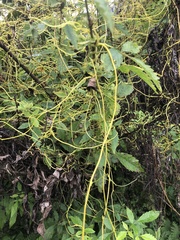 Cuscuta reflexa