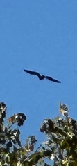 Haliaeetus leucocephalus