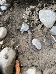 Archichauliodes diversus