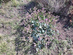 Mirabilis multiflora pubescens