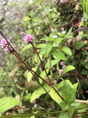 Persicaria capitata