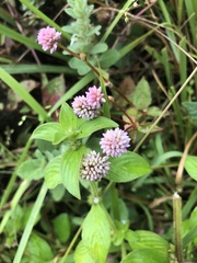Persicaria capitata