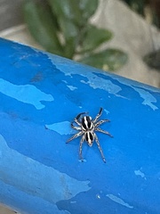 Plexippus paykulli
