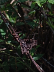 Ebrietas anacreon