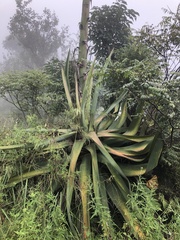 Agave cantala