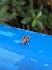 Plexippus paykulli