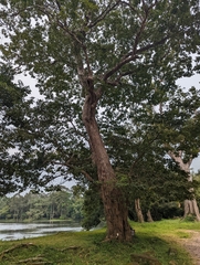 Dialium cochinchinense