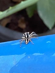 Plexippus paykulli