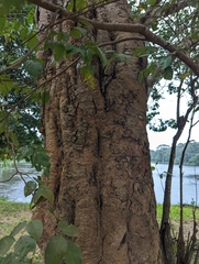 Dialium cochinchinense