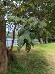 Dialium cochinchinense