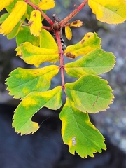 Sorbus sitchensis