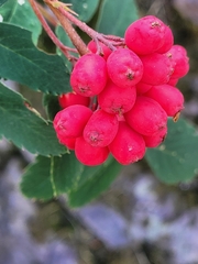 Sorbus sitchensis