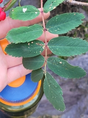 Sorbus sitchensis
