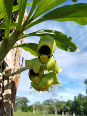 Catasetum maculatum