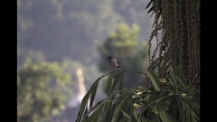 Acridotheres fuscus
