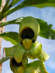 Catasetum maculatum